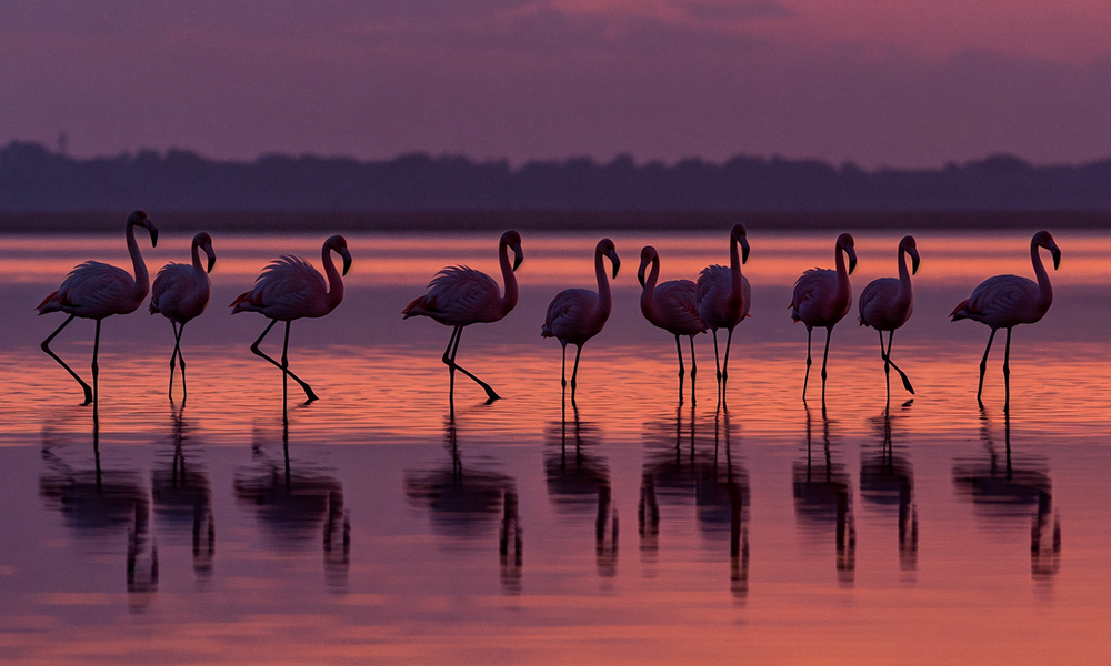 A Group of Flamingos Rest Under the Evening Sky A Group of Flamingos Rest Under the Evening Sky