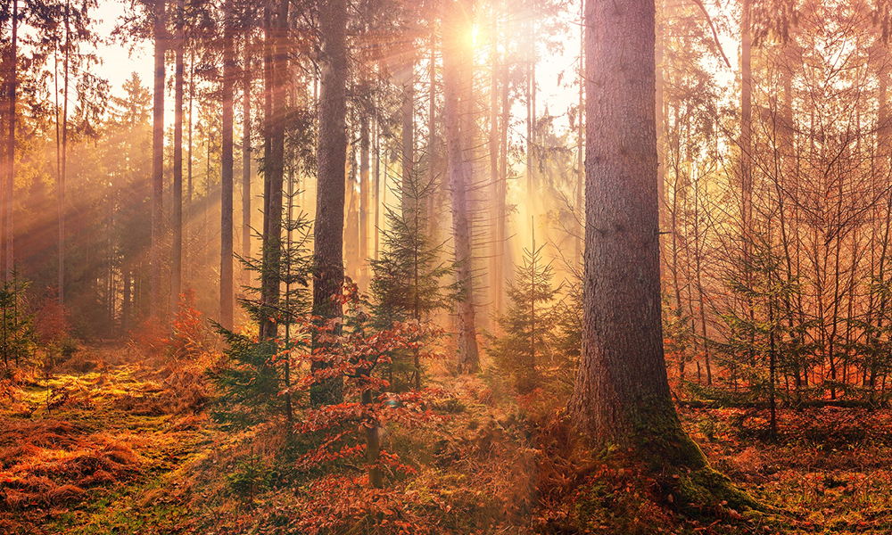 A Study of Light and Shadow in Nature A Study of Light and Shadow in Nature